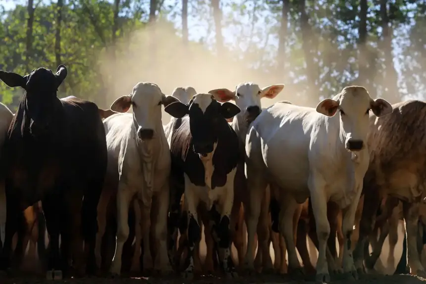O grupo dos animais vivos esteve entre os mais exportados do agronegócio paraense nos três primeiros meses do ano