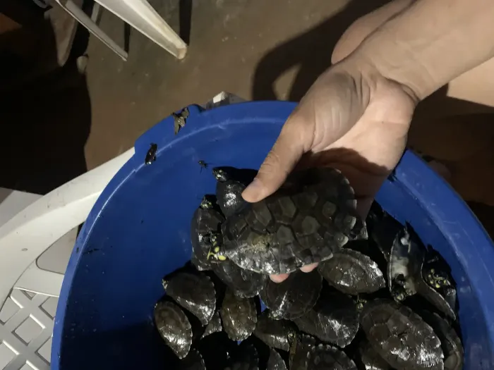 Foto: Reprodução Agência Pará