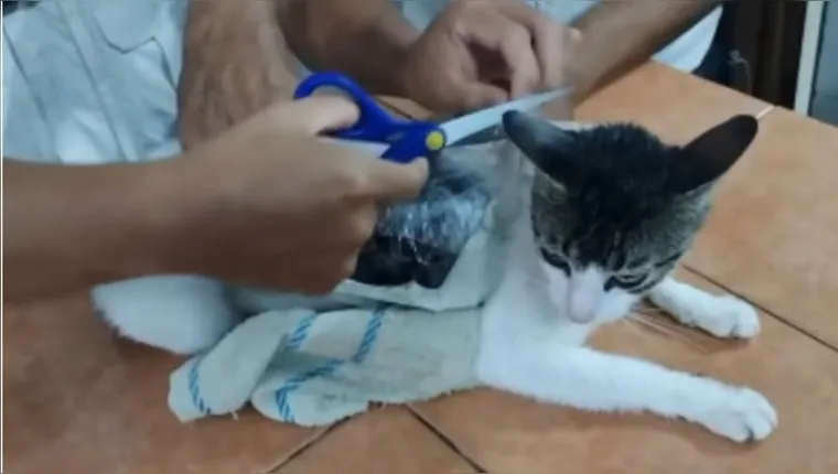 Gato com drogas apreendido pelos funcionários do presídio | Reprodução