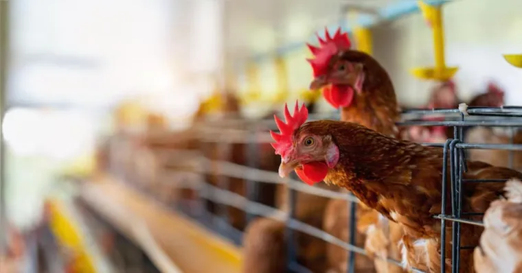 A granja no RS foi a única que notificou um caso de gripe aviária no Brasil. | (Freepik)