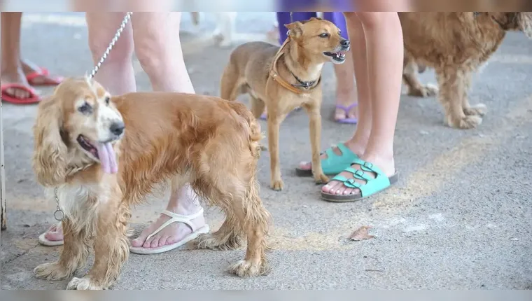 Cães, gatos e demais animais de estimação poderão tirar RG | Fabio Rodrigues-Pozzebom/Agência Brasil