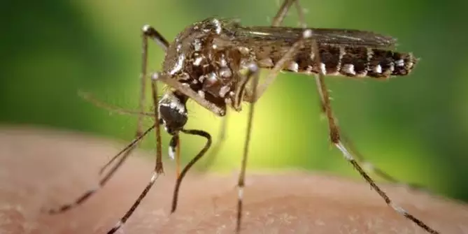 Ministério da Saúde aponta o estado de São Paulo com o maior número de casos de dengue no país, são 29.447 (Igor Mota / O Liberal)