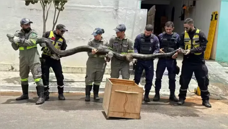 Cobra de quase 5 metros é exibida | Anjos do Cumbe/Divulgação