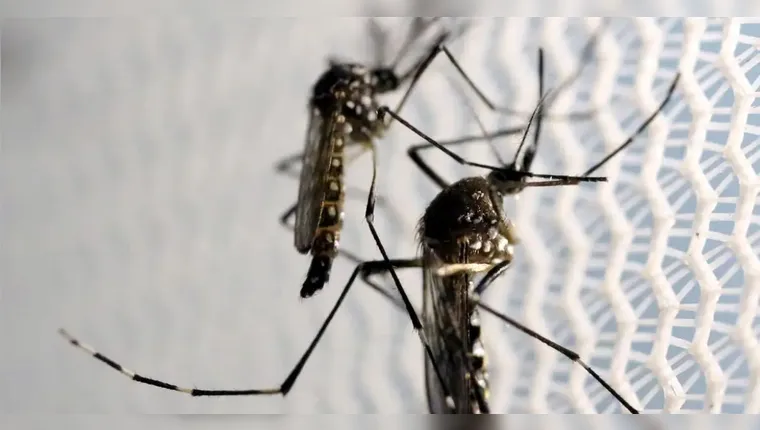 Projeto usa IA para prevenir o avanço da dengue no Brasil. | Reprodução/Ag. Brasil