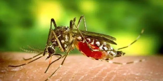 O mosquito Aedes aegypti transmite dengue, chikungunya e zika (Foto/Reprodução/Sespa)